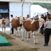 gornja-radgona, sejem-agra