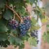 simbolična, vinograd, trta, grozdje