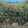 simbolična, vinograd, trta, grozdje
