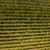 puklavec-family-wines, grozdje, vinogradi, trgatev