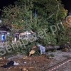 lipa, šempeter pri gorici