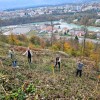 kranj drevo