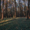 simbolična, gozd, jesen, narava, listje