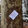 barjanska cesta, drevesa.jpg