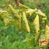 830315_skrzatek-rumenica.jpg