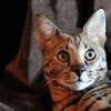 721704_275-serval2.jpg