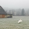 _zzlabod_grbec_cygnus_olor_polje_ob_sotli1.jpg