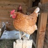 036-KOKOSI3.jpg