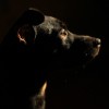 dog-5013092_1280.jpg