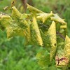 148-RUMENICA.jpg