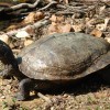_mocvirska_sklednica_emys_orbicularis_je_zelva_iz_druzine_sklednic_emydidae__ki_zivi_v_stojecih...