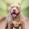 psi American Bully XL.jpg