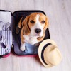 Pes, beagle, potovanje.jpg