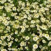 Rimska kamilica, Roman chamomile.jpg