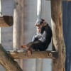 Šimpanz Tai, Zoo Ljubljana