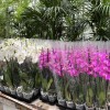 orhideje, ocean orchids, vatikan