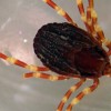 Hyalomma-marginatum_H.jpg