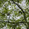 vrane, mestni-park, murska-sobota, ptiči