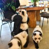 panda-chow-chow.jpg