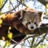 rjavi panda