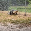 aligator, florida.jpg