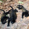 howler-monkeys.jpg