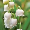 šmarnice_lily-of-the-valley-5052624_1920