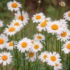 daisies-3439573_1280