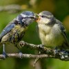 ptice-blue-tit-8041988
