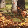 jesen-Autumn