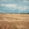simbolična, pšenica, kmetijstvo, poljedelstvo, žitarice, njiva, njive