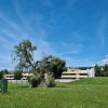 drevo-zelenica.jpg