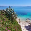 otok-susak