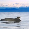 907628_289-delfin.jpg