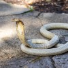 king-cobra.jpg