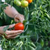 janin vrt shutterstock_2189328377.jpg