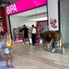 krava bipa.jpg