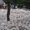 logarska.jpg