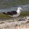 galeb-simbolična.jpg