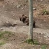 medved v Snežniških gozdovih.