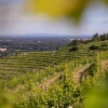 grozdje, vinograd, trta, trgatev, vino, simbolična