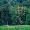 simbolična, gozd, kmetijstvo, gozdarstvo, les, drevo, travnik, narava, goričko