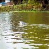 delfin-temza.jpg