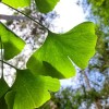 gingko