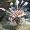 Pterois miles