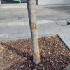 mestna občina murska sobota, vandalizem