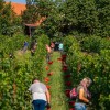 trgatev, vino, grozdje, vinogradi, simbolična