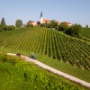 trgatev, vino, grozdje, vinogradi, simbolična