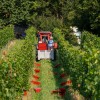 trgatev, vino, grozdje, vinogradi, simbolična