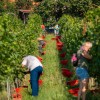 trgatev, vino, grozdje, vinogradi, simbolična